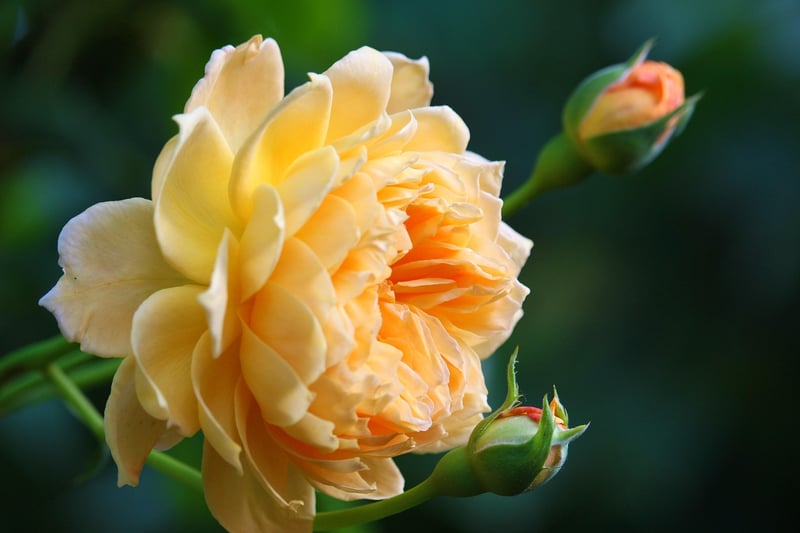 Roses